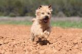 CAIRN TERRIER 215